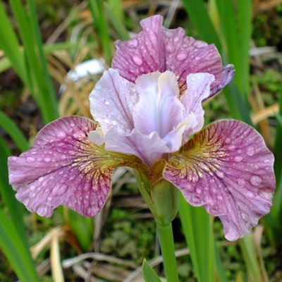 Ирис Сибирский Пейнтед Вумен Фото И Описание – Telegraph