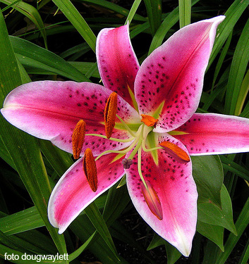 ايموجي مناظر طبيعية  LIL207BB-Lilium-orientale-STARGAZER-2