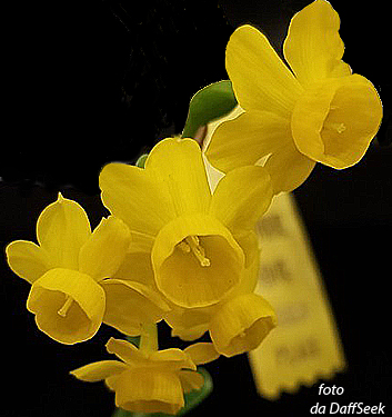 www.florianabulbose.com