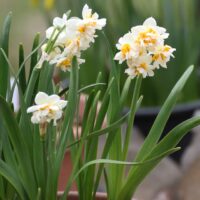 Narcissus - Div. 04    (doppi) DOPPIO ROMANO  4 W-O ('Costantinopel')