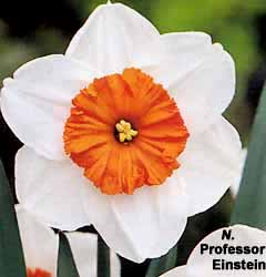 Narcissus - Div. 02 (mediocoronati) PROF.EINSTEIN 2 W-R