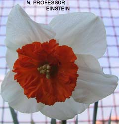 Narcissus - Div. 02 (mediocoronati) PROF.EINSTEIN 2 W-R