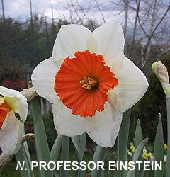 Narcissus - Div. 02 (mediocoronati) PROF.EINSTEIN 2 W-R
