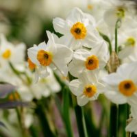 Narcissus - Div. 08 (tazzette) GERANIUM  8 W-O