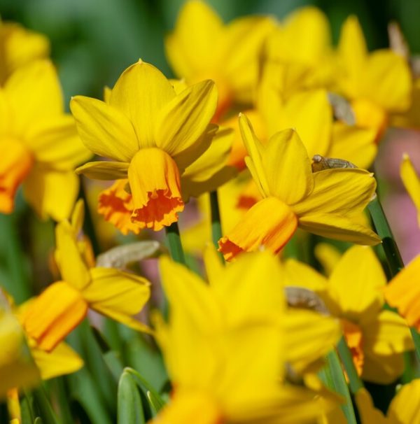 Narcissus - Div. 06 (ciclaminei) JETFIRE  6 Y-O