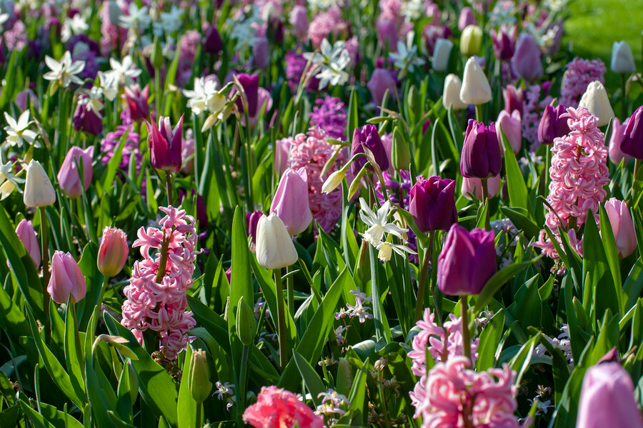 Narcissus - Div. 05 (triandrus) THALIA  5 W-W