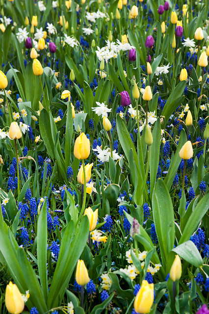 Narcissus - Div. 05 (triandrus) THALIA  5 W-W