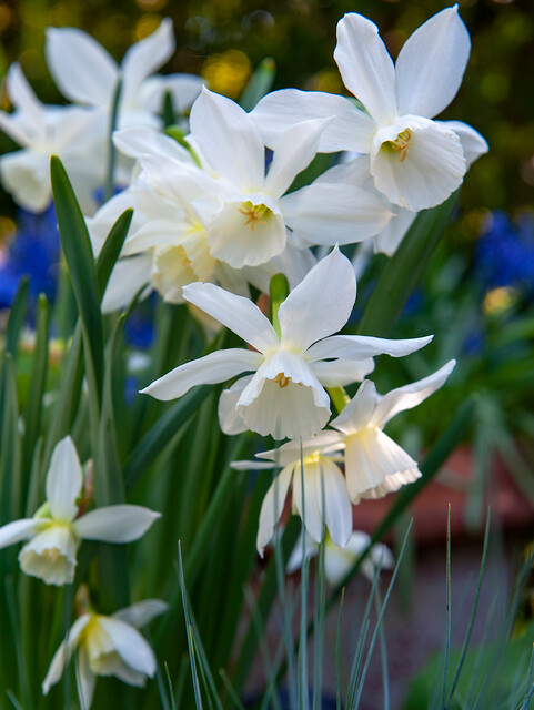 Narcissus - Div. 05 (triandrus) THALIA  5 W-W