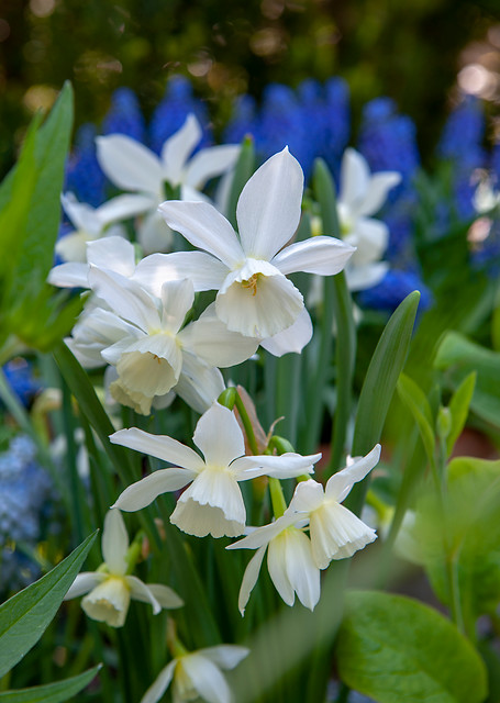 Narcissus - Div. 05 (triandrus) THALIA  5 W-W