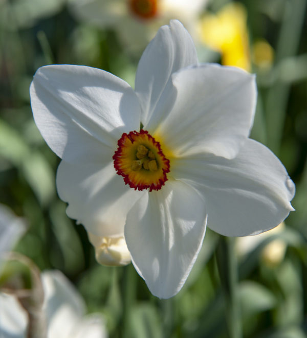 Narcissus poeticus iBulb