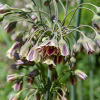 Nectaroscordum siculum