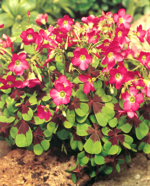 Oxalis Deppei Iron Cross Glücksklee - 50 Blumenzwiebeln Winterhart