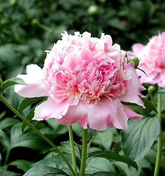 Paeonia lactiflora SARAH BERNHARDT