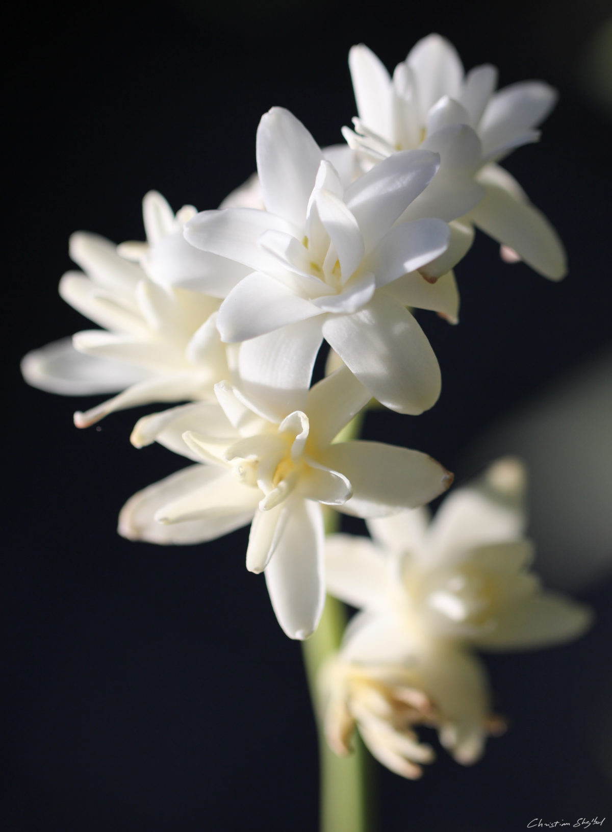 Tuberose