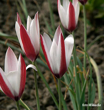 Tulipano di Clusius.