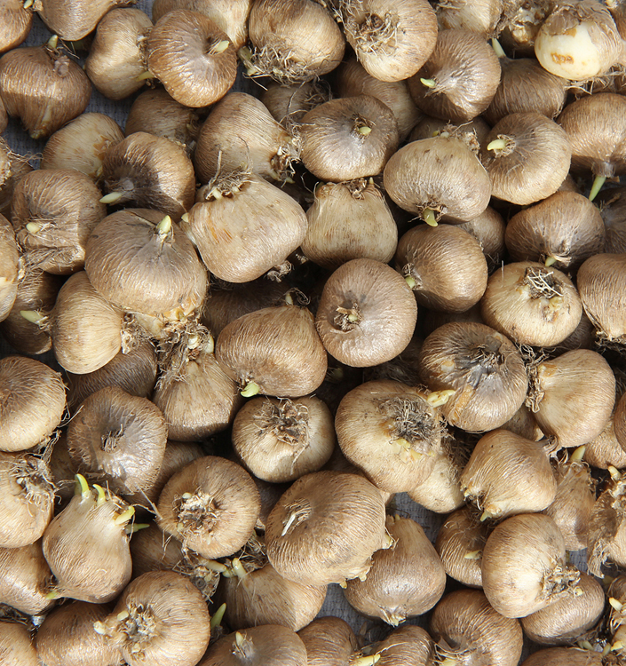 Triteleia REGINA FABIOLA