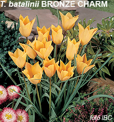 Tulipa-Gruppo-15-specie-batalinii-BRONZE-CHARM-1.jpg