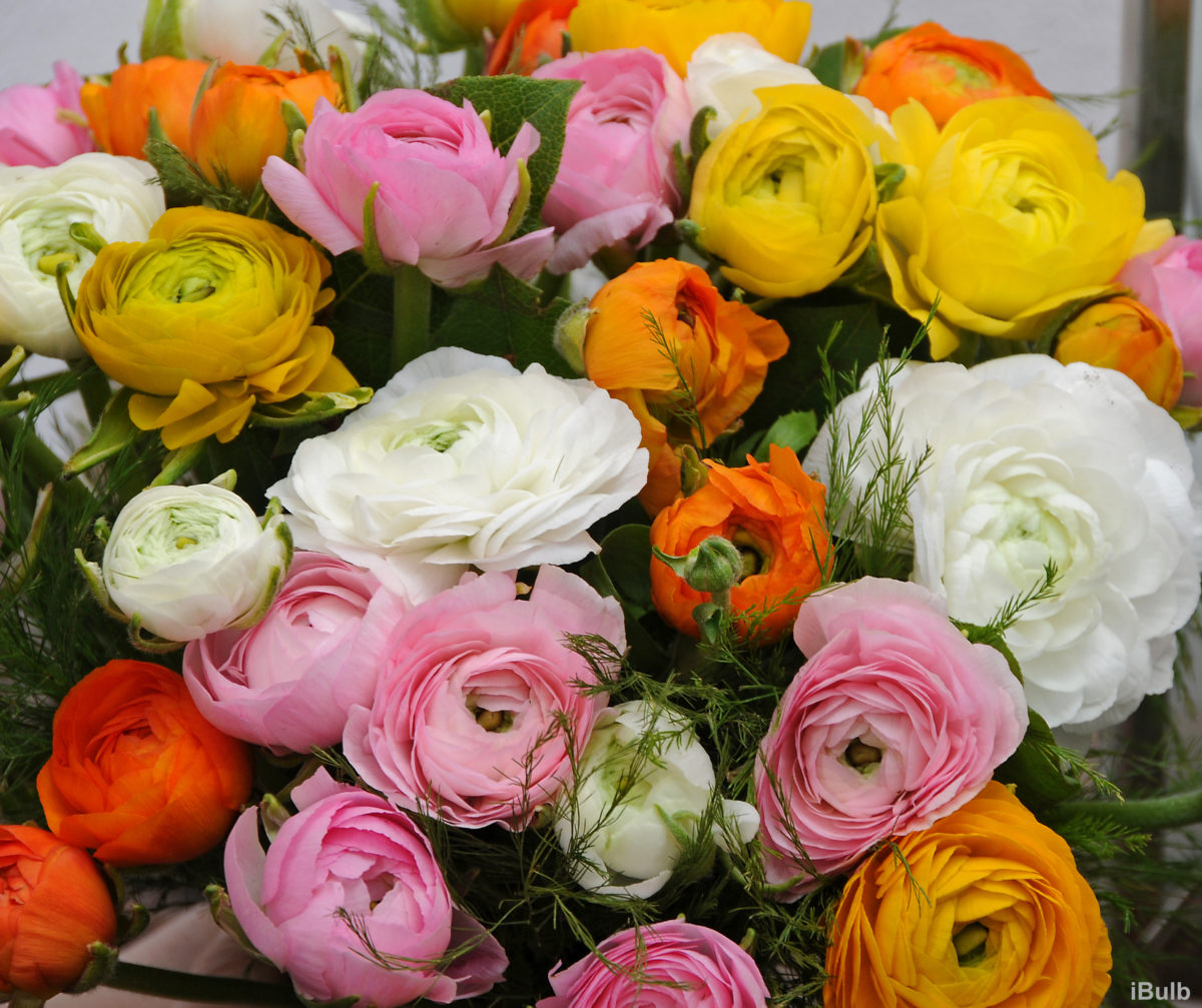 Ranunculus asiaticus a fior di peonia in miscuglio AVIV - Floriana Bulbose