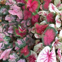 CALADIUM MIX (5 pz.)