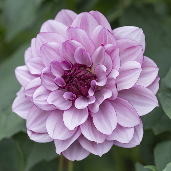 Dahlia (decorativa) CREME DE CASSIS