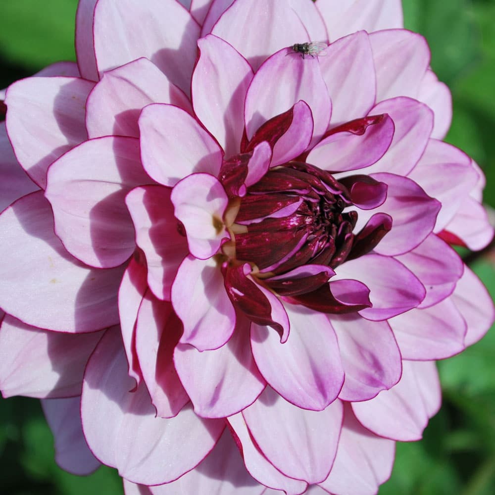 Dahlia (decorativa) CREME DE CASSIS