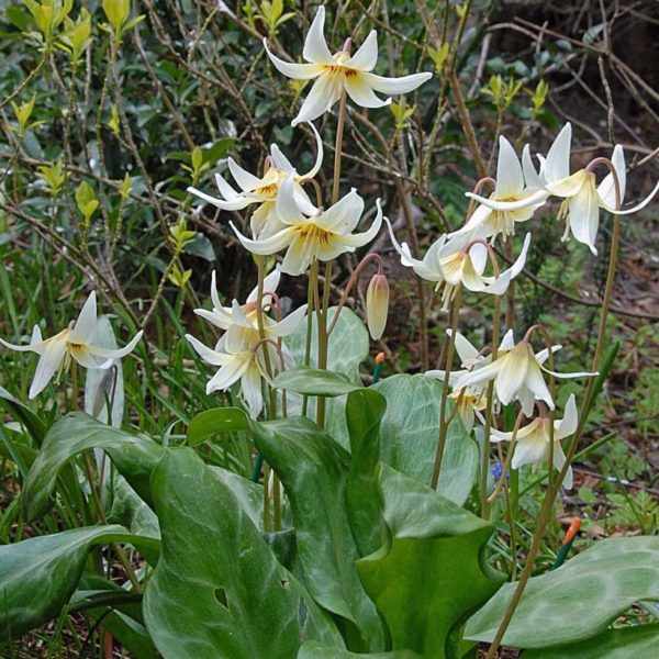 Erythronium WHITE BEAUTY