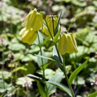 Fritillaria pallidiflora