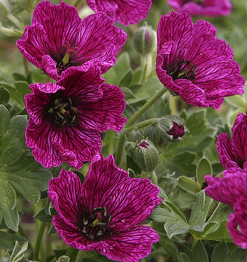 Geranium Cinereum Purple Pillow 1 Jpg Floriana Bulbose