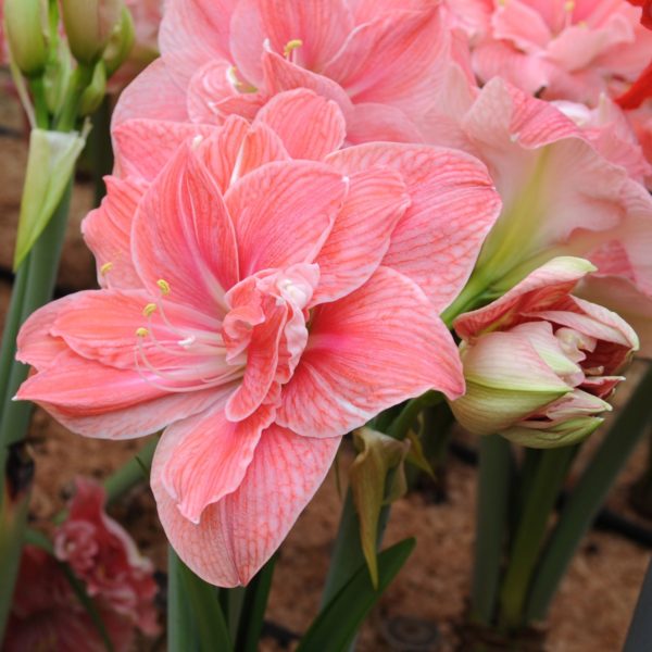 Hippeastrum (Gr.04 Double Galaxy) SWEET NYMPH