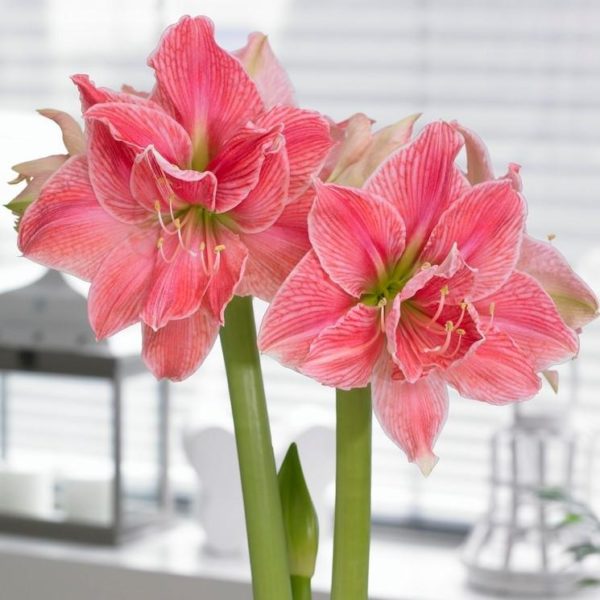 Hippeastrum (Gr.04 Double Galaxy) SWEET NYMPH