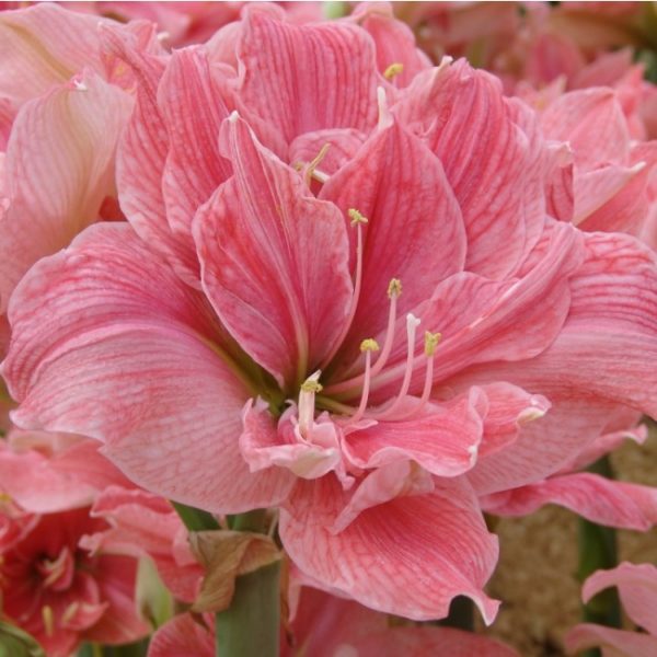 Hippeastrum (Gr.04 Double Galaxy) SWEET NYMPH