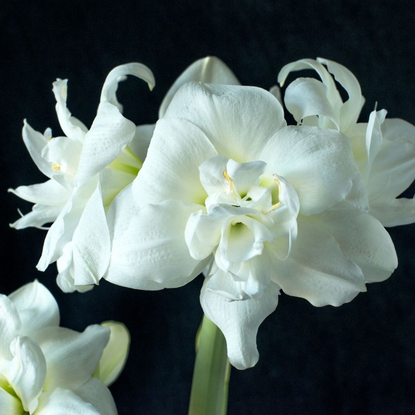 Hippeastrum (Gr.04 Double Galaxy) AKIKO