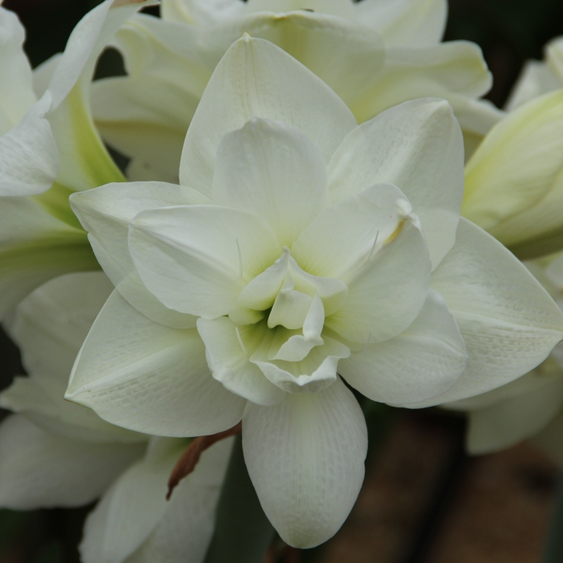 Hippeastrum (Gr.04 Double Galaxy) AKIKO