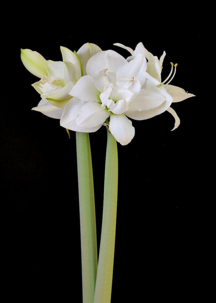 Hippeastrum (Gr.04 Double Galaxy) AKIKO