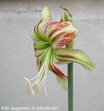 Hippeastrum (Sonatini) VIRIDI RASCAL - Floriana Bulbose