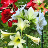 Catalogo 7 HIPPEASTRUM (AMARYLLIS) dal 15 Settembre