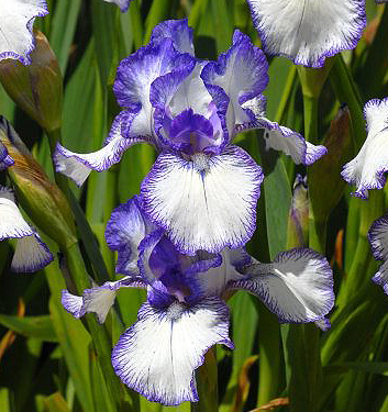 Iris BOLD PRINT
