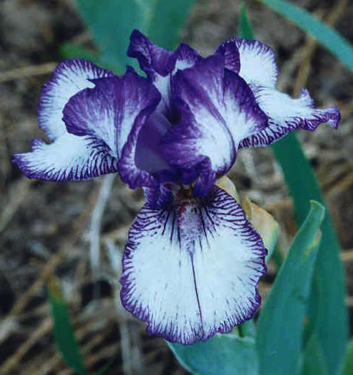 Iris BOLD PRINT