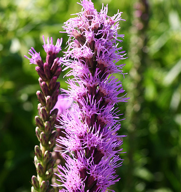 Liatris spicata KOBOLD (Original)