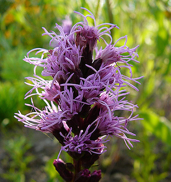 Liatris spicata KOBOLD (Original)