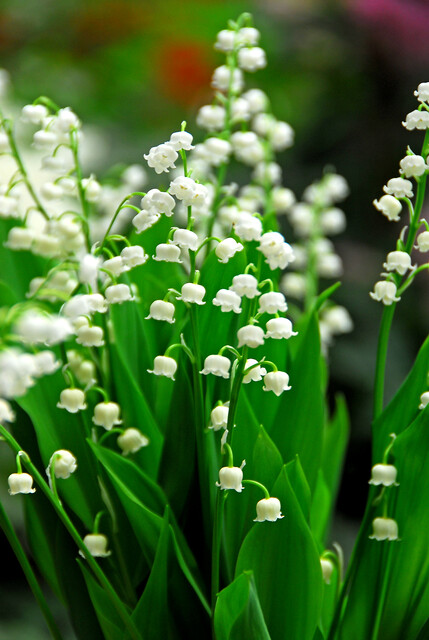Convallaria majalis MUGHETTO