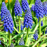 Muscari