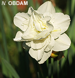 Narcissus - Div. 04 (doppi) OBDAM 4 W-W