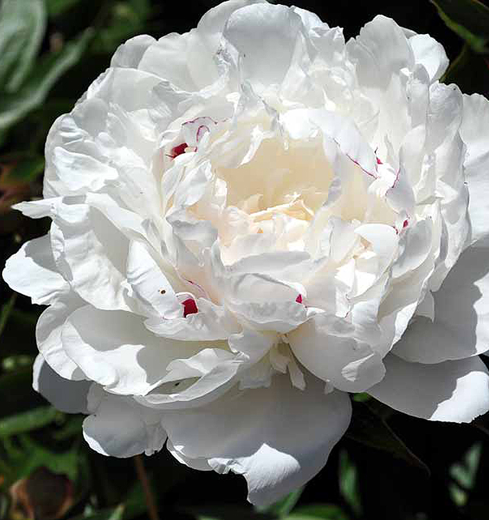Paeonia lactiflora FESTIVA MAXIMA
