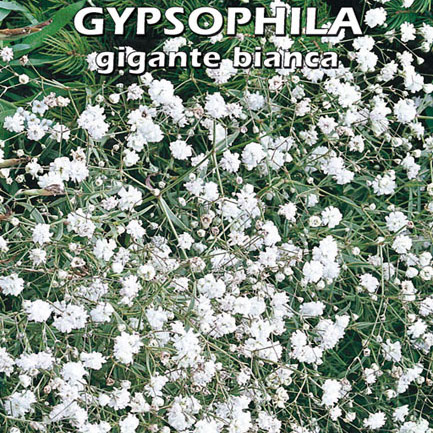 SEM37F-Gypsophila-Nebbioli-gigante-bianc