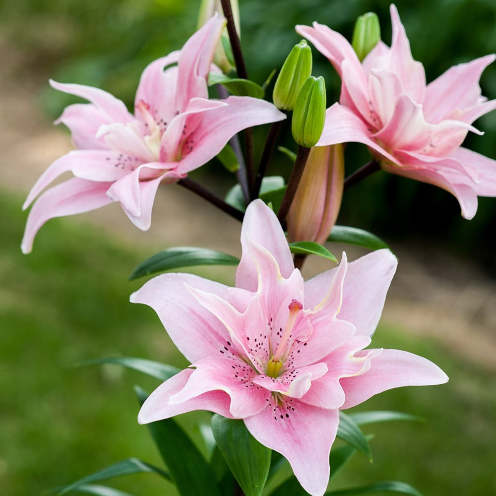 Lilium (asiatico) ELODIE