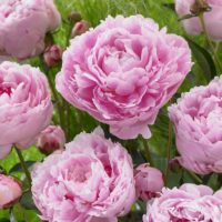 Paeonia