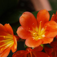 Clivia miniata