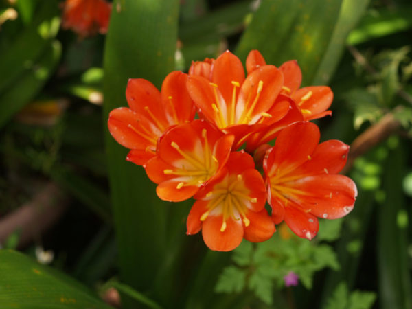 Clivia miniata