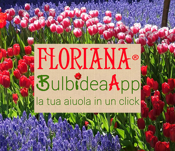 Bulbidea App